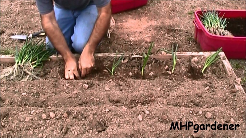 Planting Onions & Cold Frame Seedling Update