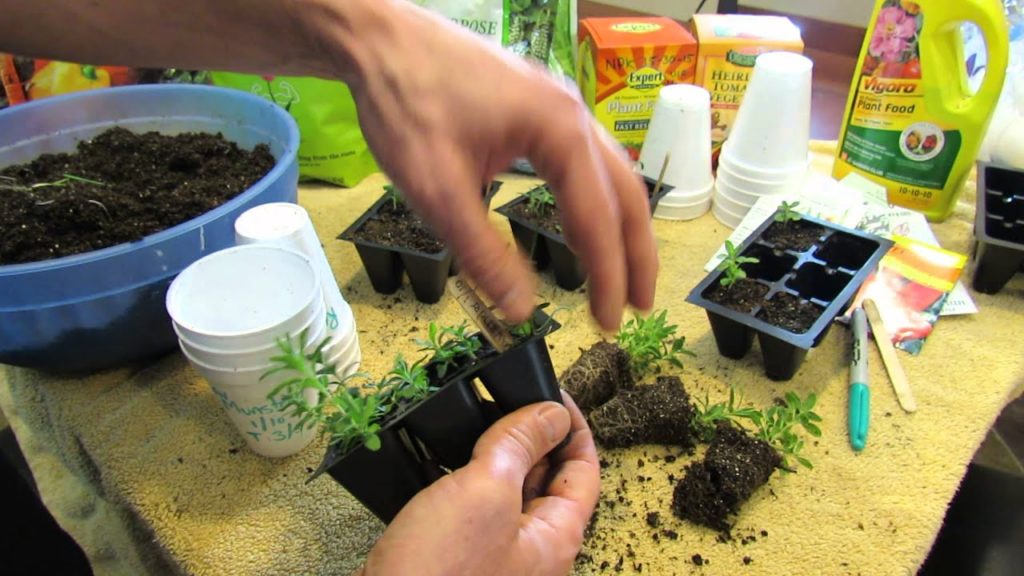 MFG 2016: Transplanting & Fertilizing Your Rosemary & Lavender Seed Starts: Let the Soil Dry