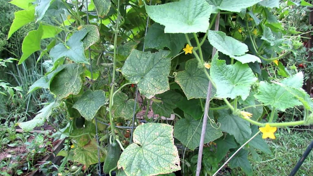 Gary Pilarchik: Saving Yellow Beat-Up Midseason Cucumber Plants Saving Yellow Beat-Up Midseason Cucumber Plants