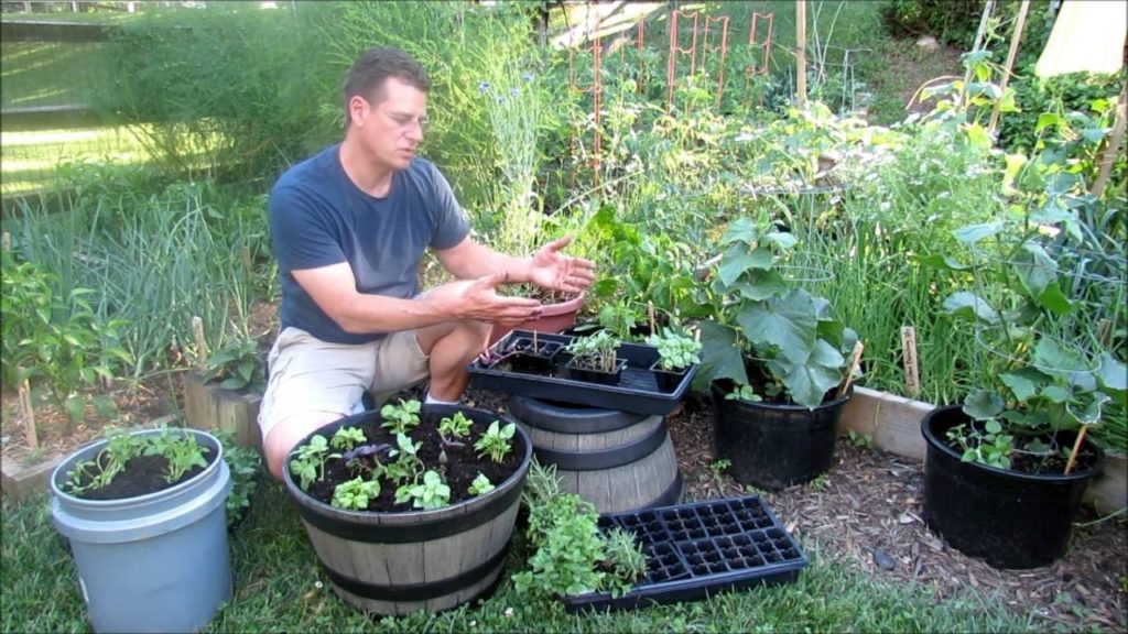 Growing 10 kinds of Basil as Transplants: The Benefits, Varieties & Planting - MFG 2016