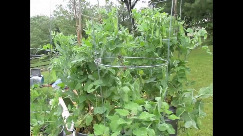 TRG 2012:  How to Grow Peas in Containers: Planting to Picking