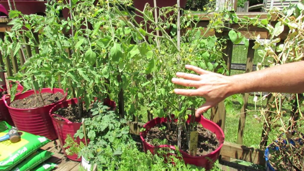 Gary Pilarchik: Determinate Tomato Varieties Quickly Explained: Great for Container Tomatoes – MFG 2016: Determinate Tomato Varieties Quickly Explained: Great for Container Tomatoes - MFG 2016: