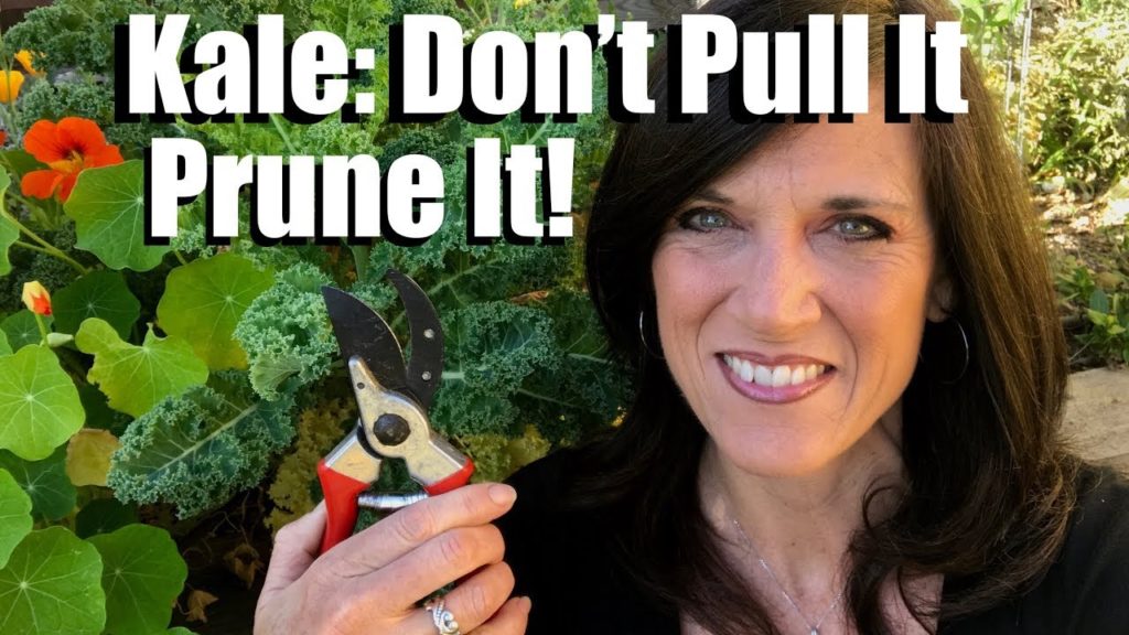 Kale: Don’t Pull It - Prune It! 🌿✂️