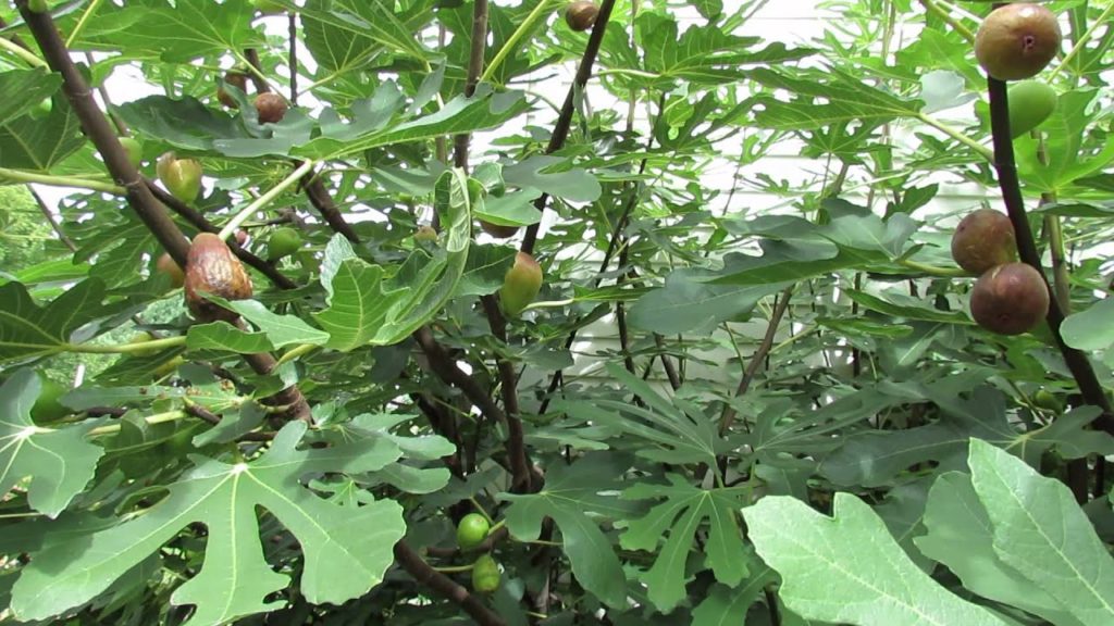 MFG 2013: Introduction to a Common Fig Tree - When to Pick a Fig