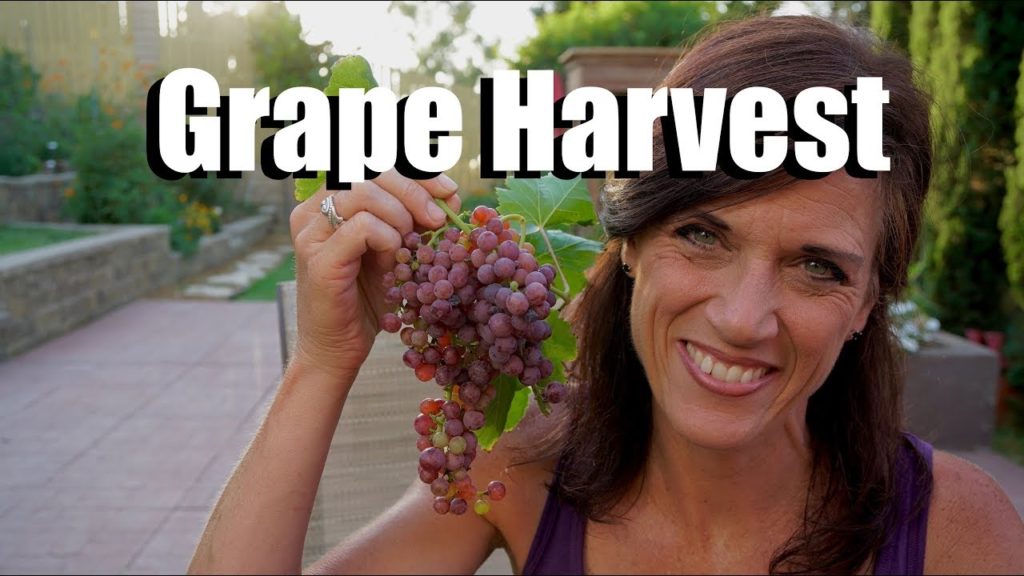 Grape Harvest from 3 Year Old Neglected Vines - Finally!