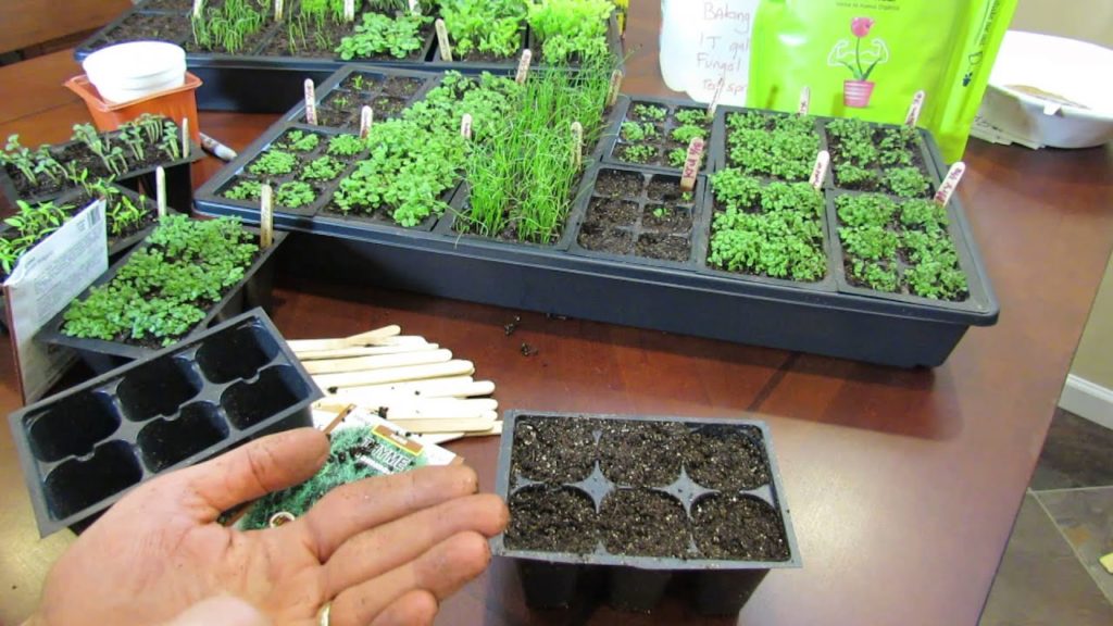 MFG 2016: Planting Oregano a Perennial Herb Using the Over-Seeding Method: Start Early!