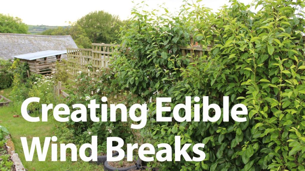 Huw Richards: Growing Edible Wind Barriers to Protect your Vegetable Garden Growing Edible Wind Barriers to Protect your Vegetable Garden