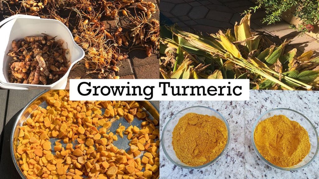Turmeric - Growing, Planting & Care - A Complete Guide On How To Grow Turmeric In Your Garden