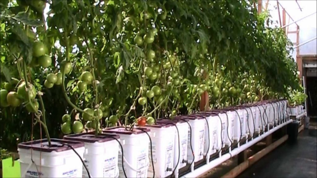 Update Dutch Bucket Hydroponic Tomatoes Oct 2012 HD