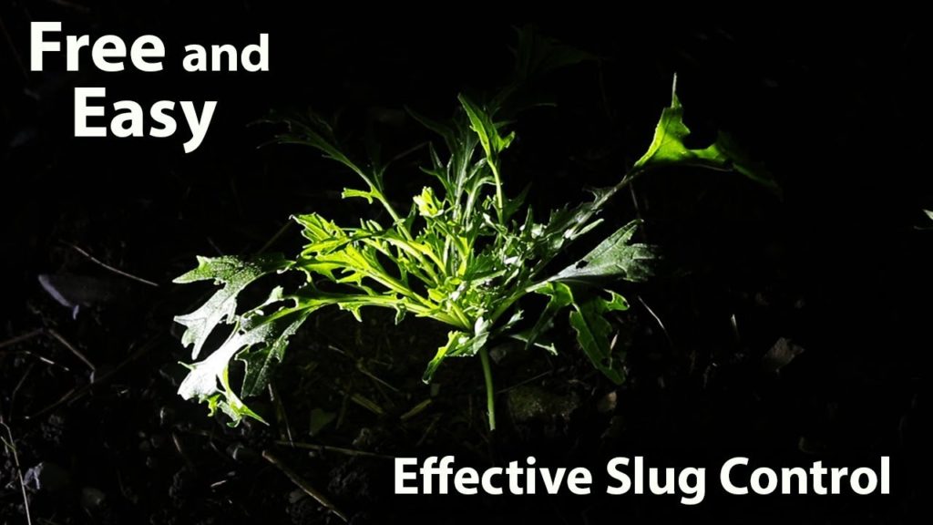 Effective Slug Control Method for small-medium Gardens (100% Free and Organic)