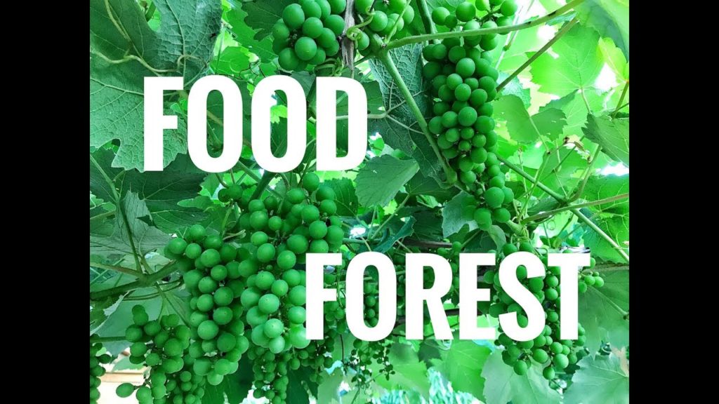 James Prigioni: 5 Year Old PERENNIAL FOOD FOREST 5 Year Old PERENNIAL FOOD FOREST