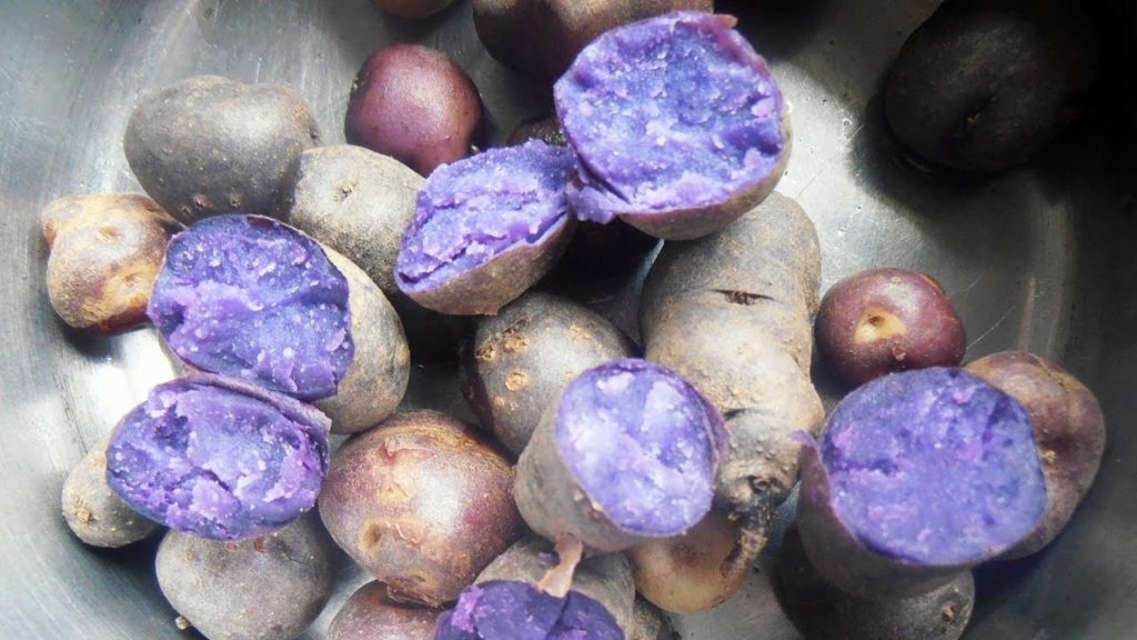 Epic Gardening: How to Grow Potatoes in Buckets: Planting Techniques! How to Grow Potatoes in Buckets: Planting Techniques!