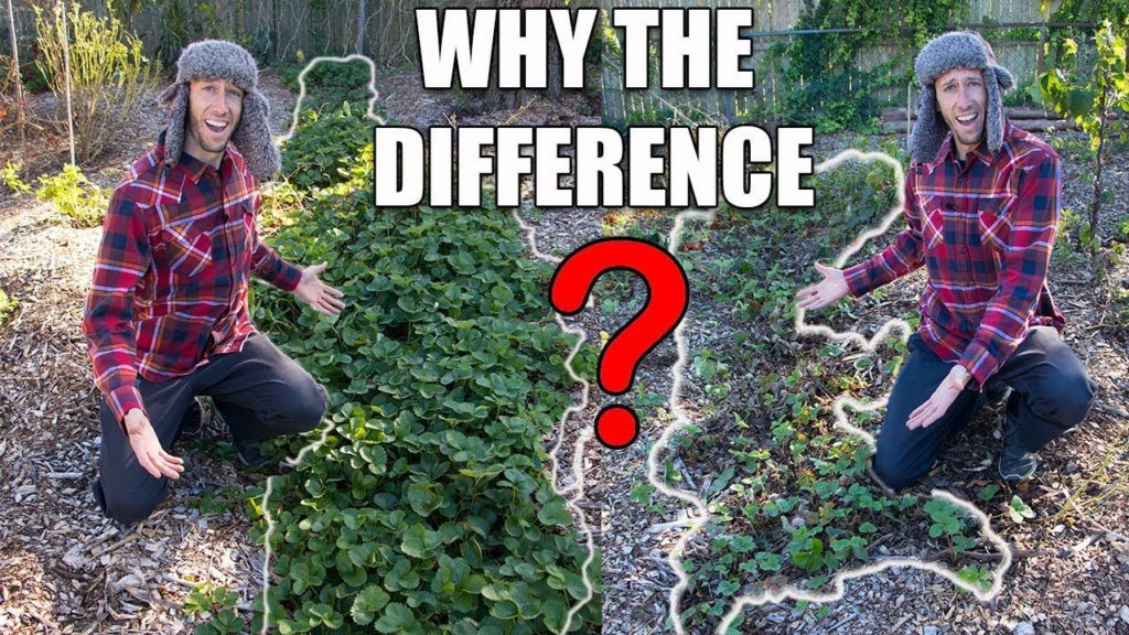 James Prigioni: How to Avoid Pests and Disease Without Sprays In The Garden How to Avoid Pests and Disease Without Sprays In The Garden