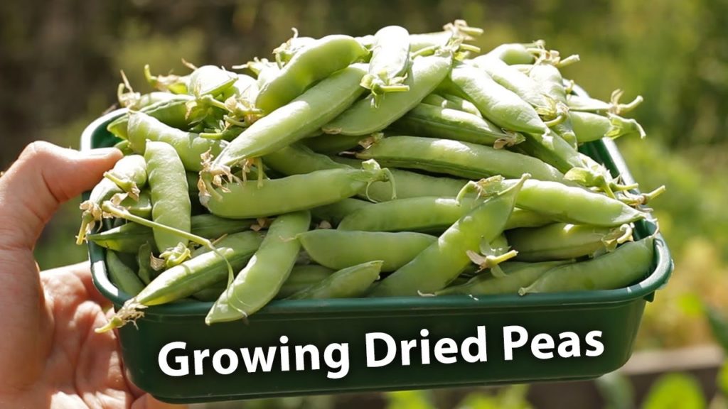 Huw Richards: AMAZING Results from Growing Dried Peas! AMAZING Results from Growing Dried Peas!
