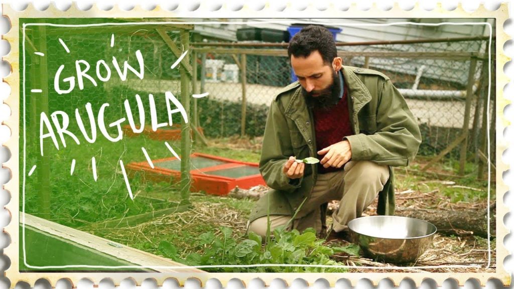 Siloé Oliveira: Growing Arugula Salad Growing Arugula Salad