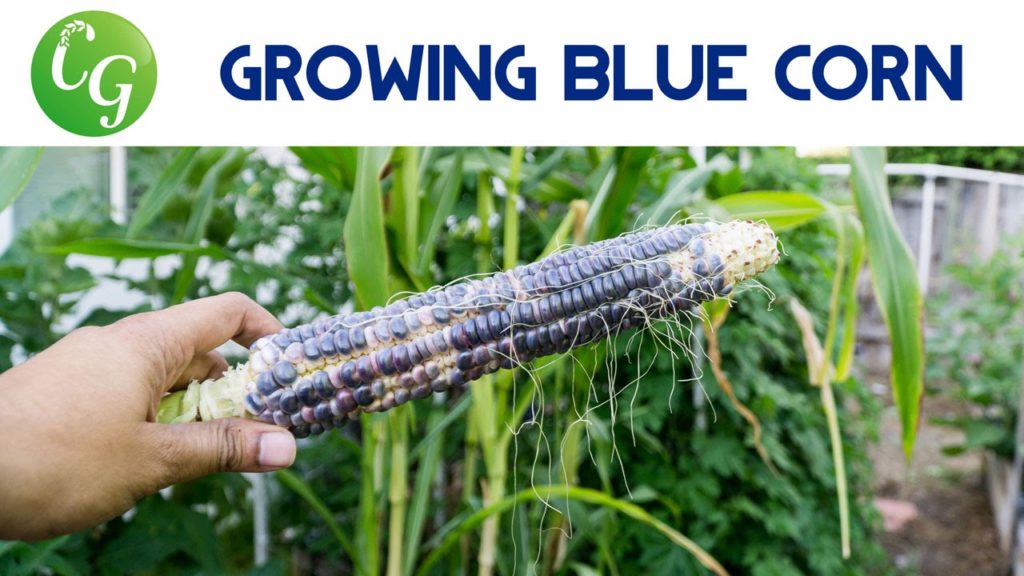 How to grow Blue Maize corn - Healthy & Delicious!
