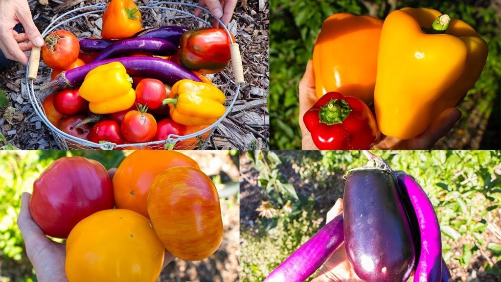 James Prigioni: Backyard Gardening Harvest, Permaculture In Action Food Forest Gardening Backyard Gardening Harvest, Permaculture In Action Food Forest Gardening