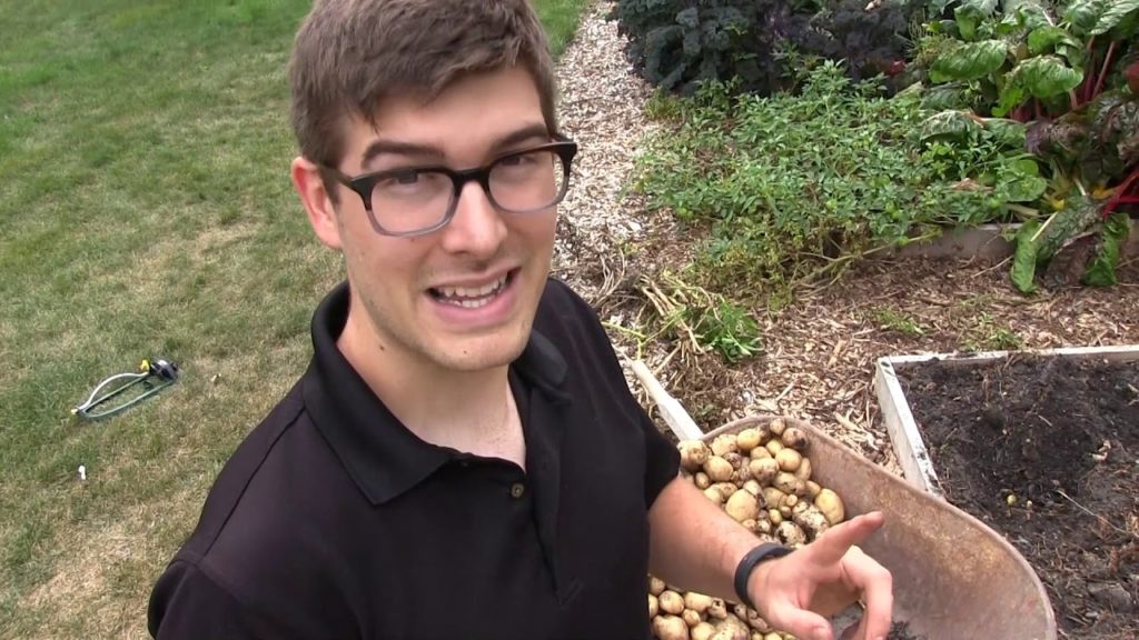 The Best Potato Harvest We Have EVER Had!