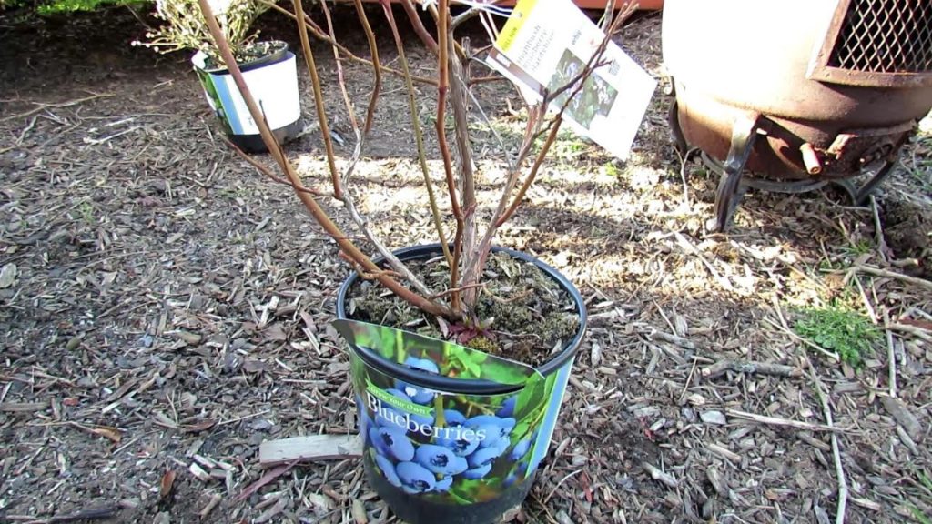 Your First Vegetable Garden?: Planting Blueberries Basics - Acidity, Sunlight, Planting, Feeding