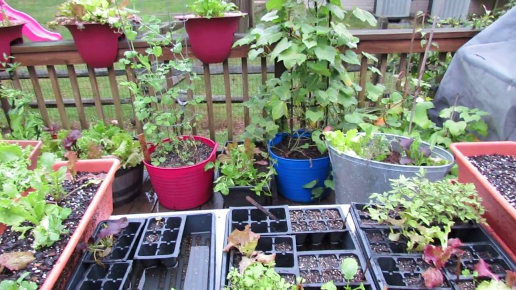 Cool Weather Greens are Two Season Crops: Quick Tour and Container Garden Ideas