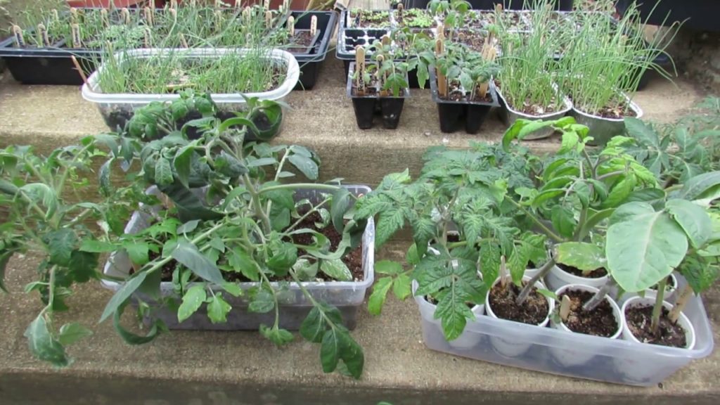 Gary Pilarchik: The Acclimation or 'Hardening-off' Process for Vegetable Seed Starts: The Indoor/Outdoor Method The Acclimation or 'Hardening-off' Process for Vegetable Seed Starts: The Indoor/Outdoor Method