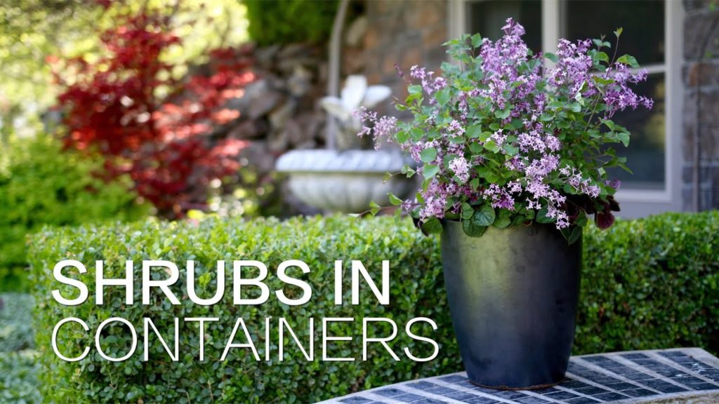 Planting Shrubs in Containers