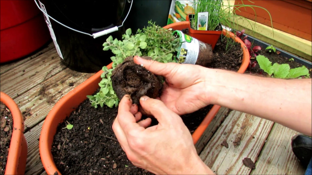 Gary Pilarchik: Planting Herbs in Containers: Oregano, Chives, Thyme, Mints, Basil, Sage, Rosemary, Lavender Planting Herbs in Containers: Oregano, Chives, Thyme, Mints, Basil, Sage, Rosemary, Lavender