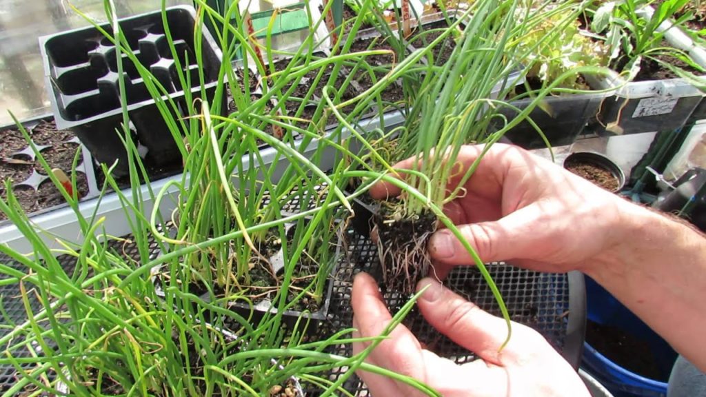 Onion Bunch Update at 11 Weeks Growth: Cheap Success! - MFG 2014