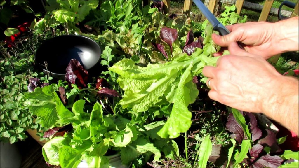 Organic Lettuces and Greens: Bolting and The Cut & Come Again Technique for a Double Harvest!