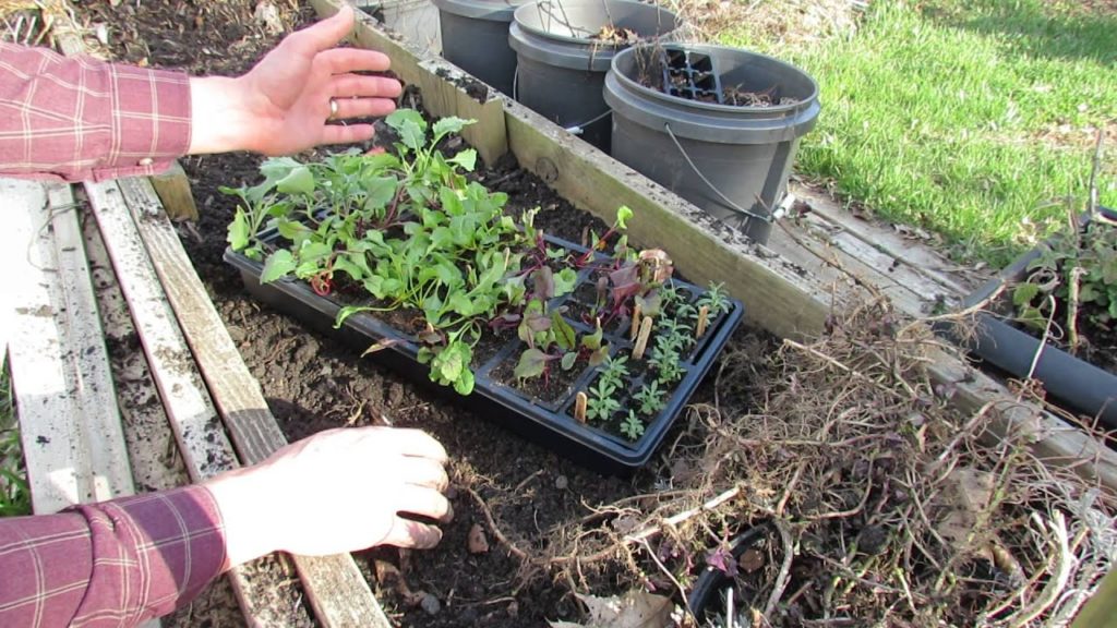 Gary Pilarchik: MFG 2016: Starting Kohlrabi & Beets in Flats: Thinning and Transplanting MFG 2016: Starting Kohlrabi & Beets in Flats: Thinning and Transplanting