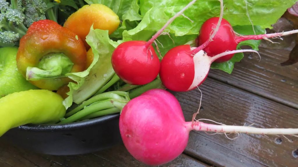 Tips for Growing Radishes not Leaves: Fertilizing, Planting, Spacing, Thinning, Soil & Maturity