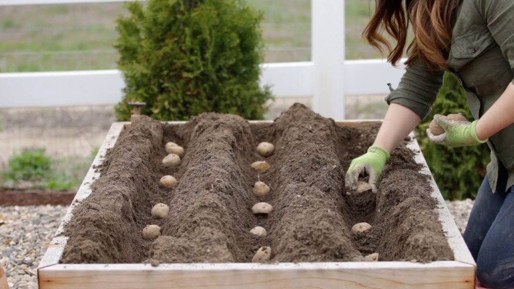 Garden Answer: How to Plant Potatoes! 🥔🌿 // Garden Answer How to Plant Potatoes! 🥔🌿 // Garden Answer