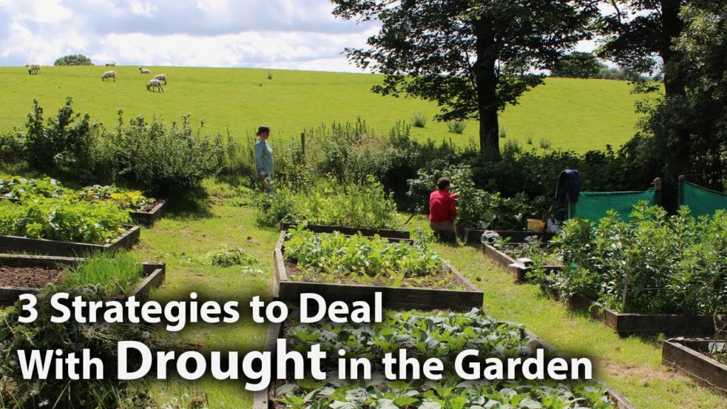 Huw Richards: 3 Simple Strategies for Dealing with Drought in the Garden 3 Simple Strategies for Dealing with Drought in the Garden