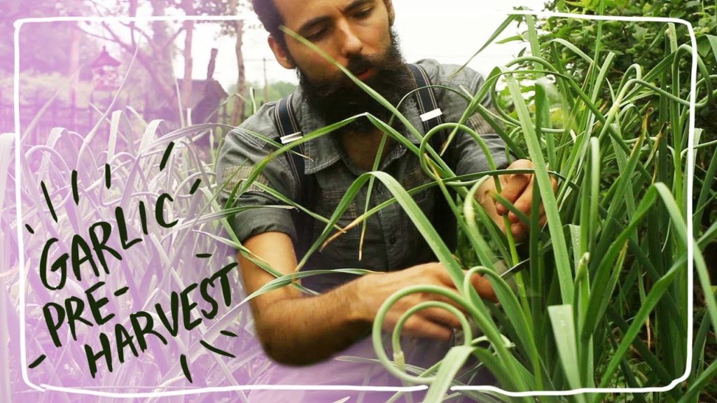 My Garlic Pre-harvest. You Must Do This!