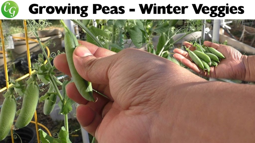 Winter Veggies - Growing Shelling Type Green Peas