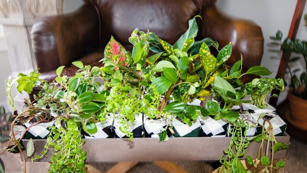 Epic Gardening: I Bought 19 Mystery Houseplants for $77.91! 🌱🤯 I Bought 19 Mystery Houseplants for $77.91! 🌱🤯