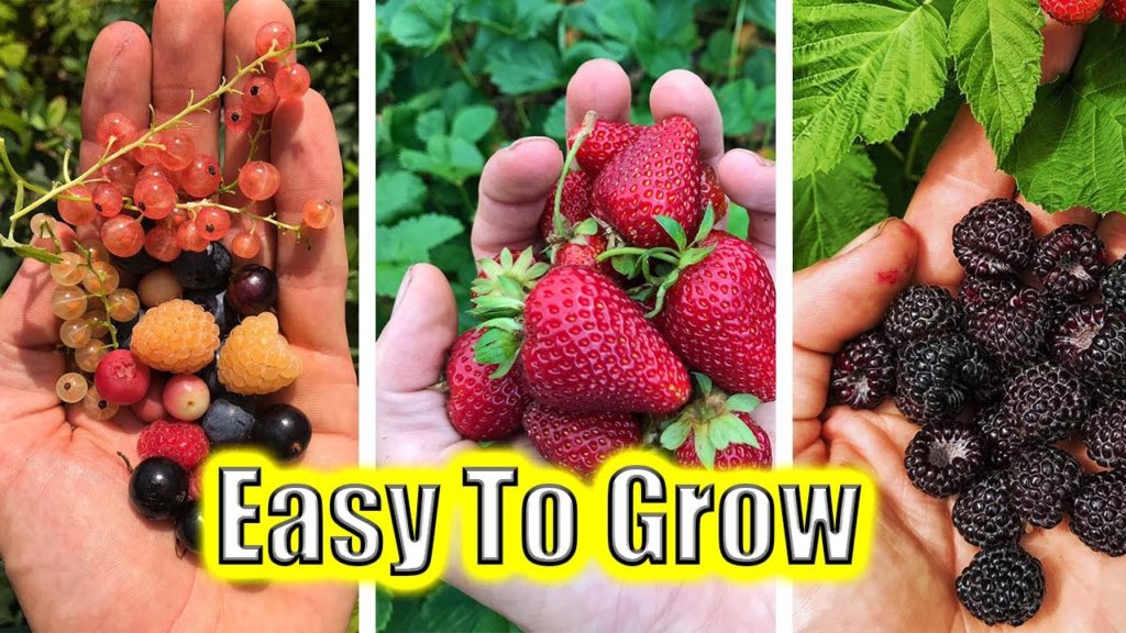 5 Easy To Grow Fruits! Garden Tips and Tricks