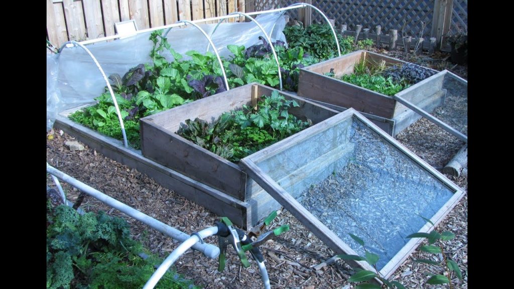 One Yard Revolution: Our Fall/Winter Garden: Low Cost, Low Effort, Self-Sustaining Our Fall/Winter Garden: Low Cost, Low Effort, Self-Sustaining