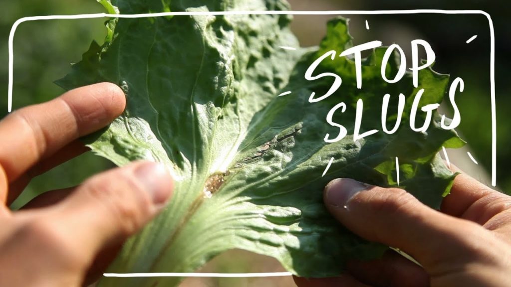 Stop Slugs Naturally and Other Tips when Growing Salad Greens