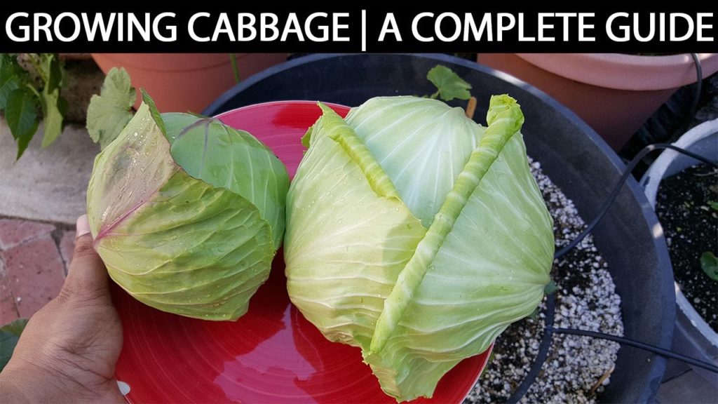 California Gardening: A Complete Guide To Growing Cabbage In Containers & Raised Beds A Complete Guide To Growing Cabbage In Containers & Raised Beds
