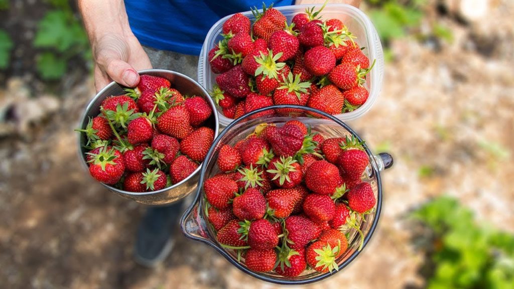 James Prigioni: How to Grow and Harvest The Best Strawberries | Gardening Tips and Tricks How to Grow and Harvest The Best Strawberries | Gardening Tips and Tricks