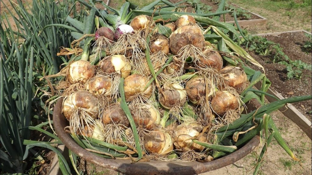 mhpgardener: Garden Harvest – Candy Onions, Cabbage, & more Garden Harvest - Candy Onions, Cabbage, & more