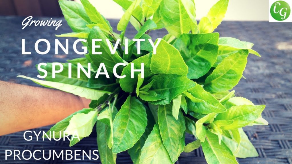 Superfoods! Growing Longevity Spinach (Gynura procumbens) Plus Recipe