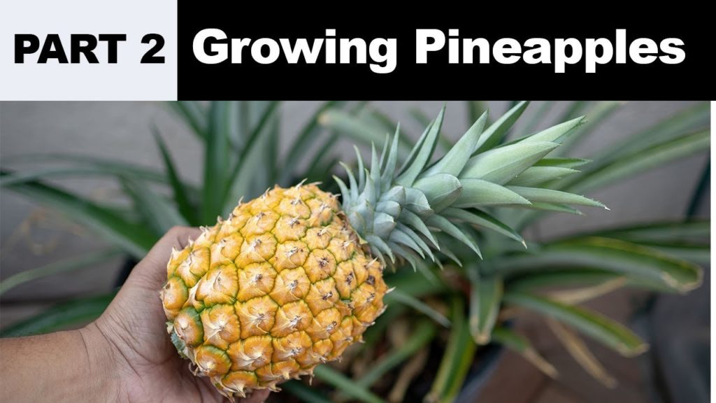 The Joy Of Growing Pineapples - How To Grow Pineapple Plants In Containers - Part 2