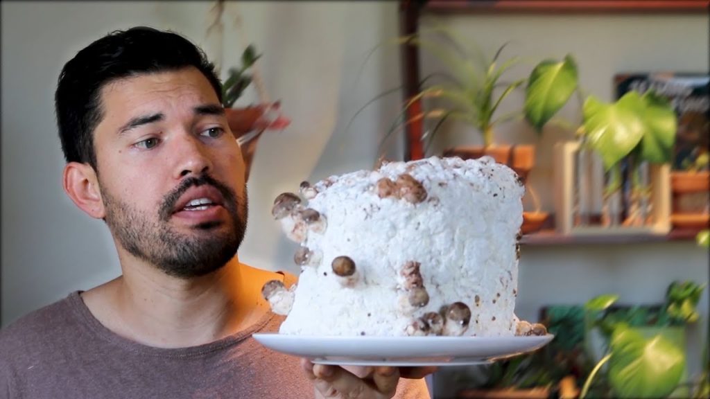 Epic Gardening: How to Grow Shiitake Mushrooms (Recipe Included!) How to Grow Shiitake Mushrooms (Recipe Included!)