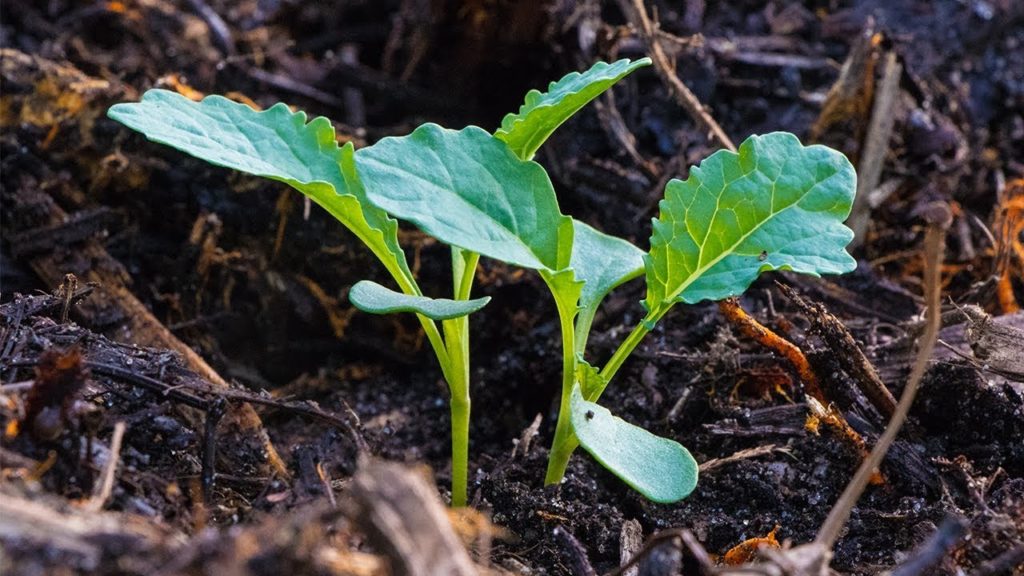 James Prigioni: How To Prevent Transplant Shock, Food Forest Gardening Tip, Back To Eden Wood Chip Method How To Prevent Transplant Shock, Food Forest Gardening Tip, Back To Eden Wood Chip Method