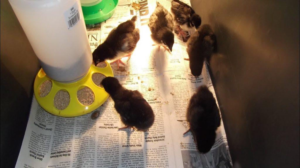 My New Egg Layers - Australorps and Black Sex Links