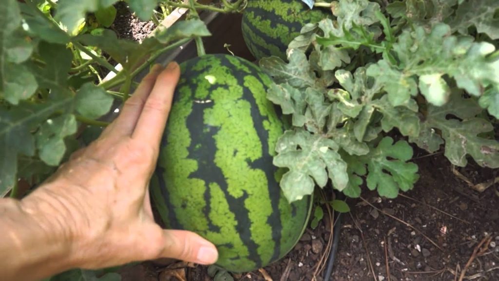 Summer Garden Update | Late Bloomer | Episode 11