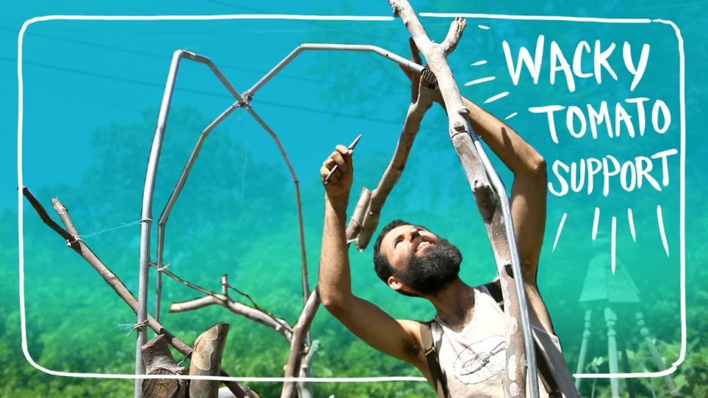 My Wacky Tomato Support - How to grow Tomatoes - part 3