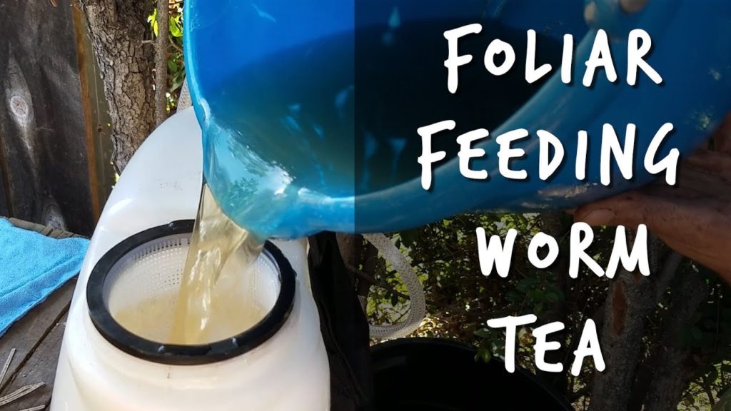 Epic Gardening: Worm Tea Foliar Feeding: Why You Should Do It ASAP! Worm Tea Foliar Feeding: Why You Should Do It ASAP!